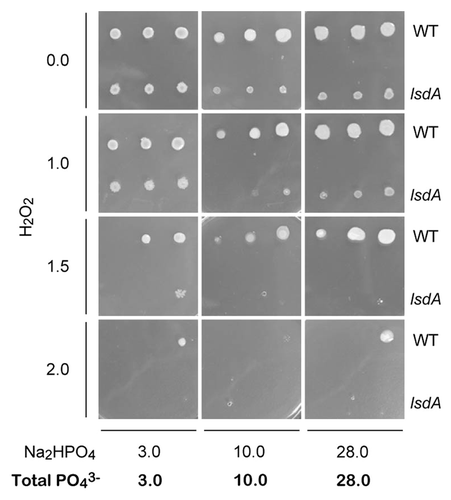 Figure 5. Growth of G. diazotrophicus Pal5 WT and lsdA disruptant on solid media containing hydrogen peroxide (H2O2). Three spotted cells were diluted 10-fold from OD600 of 1.0 to 0.01 from right to left.