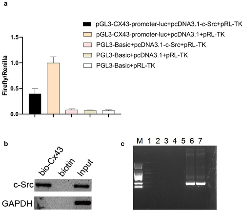Figure 4. C-Src binds to the promoter region of Cx43 to inhibit its transcription. (a) The double-luciferase reporter system was used to detect the regulation of c-Src on Cx43 promoter. (b) The binding of c-Src and Cx43 DNA was detected by DNA pull down. (c) The binding effect of c-Src and Cx43 DNA was detected by chip. M, DL2000 marker; 1–5, negative primers; 6–7, positive primers.