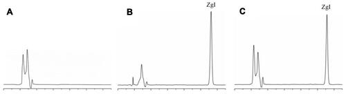 Figure 4 Chromatograms of ZgI in liposomes. (A) negative control (blank liposomes); (B) ZgI standard substance; (C) sample for test (ZgI-liposomes).