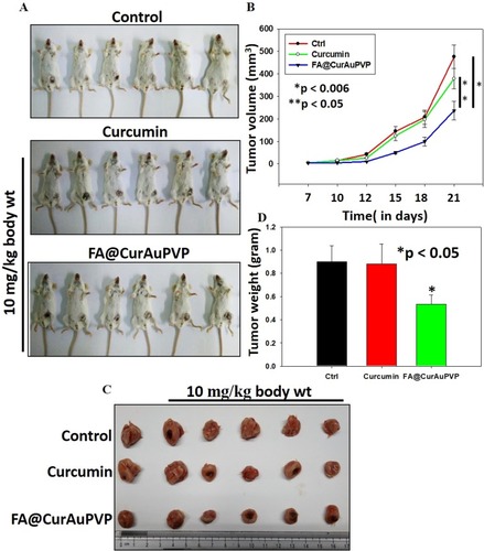 Figure 8 Folic acid–curcumin–gold–polyvinylpyrrolidone nanoconjugates (FA–CurAu-PVP NCs) suppress breast cancer growth under in vivo conditions. (A, B) 4T1 mouse mammary cells were injected orthotopically into Balb/c mice and then 10 mg/kg body weight of curcumin and FA–CurAu-PVP NCs were injected intratumorally twice a week for 2 weeks. Tumor volumes were measured twice a week using Vernier calipers, analyzed statistically and represented graphically (mean ± SEM, n=5; *p<0.006 compared to control tumor, **p<0.05 compared to curcumin-treated tumor). (C, D) Tumors were excised, photographed, weighed and analyzed statistically. The bar graph represents mean tumor weights (mean ± SD, n=5; *p<0.05 compared to control).