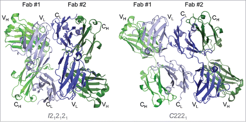 Figure 4. The Fab asymmetric unit contains a head-to-tail dimer, associated through light chain:light chain interactions in both crystal forms. Two Fab molecules (#1 and #2) and their variable and constant regions are labeled in the I212121 form (left) and the C2221 form (right). Heavy chains are shown in shades of green and light chains in shades of blue. In both crystal forms, Fab #1 is oriented with variable regions at the top, while Fab #2 variable regions are positioned at the bottom. The large contact area (> 1000 Å2) between light chains is larger than would be expected for typical crystal contacts, indicating a potential self-association interface in solution.