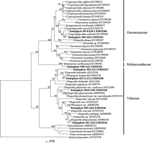 Figure 3. Neighbour–Joining tree based on ITS (ITS1, 5.8S, ITS2) region sequences of endophyte morphotypes and references of Diaporthales. The tree is rooted with Xylaria hypoxylon of Xylariales. The numbers at each branch point represent percentage bootstrap support (more than 50%) calculated from 1000 replicate.