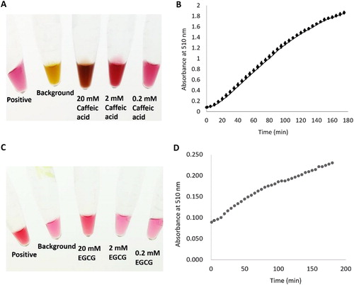 Figure 6. O-methyltransferase catalytic activity of DiCCoAOMT1 in vitro. Caffeic acid and EGCG was used as substrate to assay the enzyme activity of DiCCoAOMT1. (a) Reaction systems with different concentration of caffeic acid catalyzed by DiCCoAOMT1 (After 200 min of reaction). (b) Profile of absorbance at 510 nm during the catalytic reaction process; mean values ± SD of three replicates. (c) Reaction systems with different concentration of EGCG catalysed by DiCCoAOMT1 (after 200 min of reaction). (d) Profile of absorbance at 510 nm during the catalytic reaction process. Mean values ± SD of three replicates.