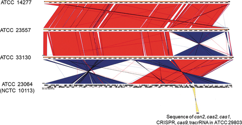 Figure 3. Comparison between the whole genomes of M. salivarium ATCC 14277, ATCC 23557, ATCC 33130, and ATCC 23064 (NCTC 10113) strains, visualized using Easyfig. Based on BLAST analysis (red for matches in the same direction and blue for inverted matches), vertical blocks between the sequences indicate regions of shared similarity. Comparison between the whole genome sequence of ATCC 23064 and the sequences of the CRISPR/Cas system in ATCC 29803 is shown as a yellow block. ATCC, American Type Culture Collection; BLAST, basic local alignment search tool; CRISPR, clustered regularly interspaced palindromic repeats; Cas, CRISPR-associated.