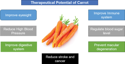 Figure 1. Therapeutical Potential of carrots Anjani, et al.,[Citation26].