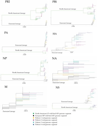 Figure 1. Phylogenetic relationships of highly pathogenic H5N1 viruses of clade 2.3.4.4b. Green branches on the phylogenies represent North American lineage low pathogenic IAVs collected in North America between 2017 and 2021, while black branches denote highly pathogenic H5N1 viruses of clade 2.3.4.4b collected in Europe between October 2020 and November 2021. Highly pathogenic H5N1 viruses of clade 2.3.4.4b collected in Canada between November 2021 and July 2022 are colour coded as follows: yellow = pattern 1 viral genome; magenta = pattern 2 viral genome; cyan = pattern 3 viral genome; and blue = pattern 4 viral genome. Horizontal branch lengths are drawn to scale (nucleotide substitutions per site). Each segment tree is mid-point rooted except for segments HA, NA, and M which are rooted with the oldest sequences in the database.