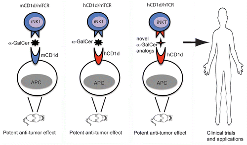 Figure 1. Humanizing mice for identification of novel drugs targeting human iNKT cells for anticancer therapies. α-galactosylceramide (α-GalCer) can potently stimulate the antitumor activity of invariant natural killer T (iNKT) cells in wild-type mice (left). Due to the high affinity of human CD1d to murine iNKT T-cell receptors (TCRs), α-GalCer exhibits robust antitumor functions also in hCD1d-KI mice (central left). Novel α-GalCer analogs that will demonstrate potent antitumor activity in vivo in models incorporating both human CD1d and human iNKT TCRs (central right) will be most promising candidates for iNKT cell-based anticancer immunotherapy (right).