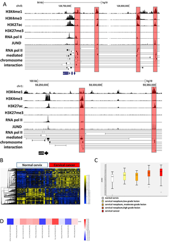 Figure 2 The binding region and expression of JUND in cervical cancer. (A) ChIP-Seq signal data of H3K4me1, H3K4me3, H3K27ac and H3K27me3 were shown in the top of snapshot. The peak signal of Pol II and JUND were shown in the middle. RNA Pol II loops and the genes showed in the bottom. The red shaded regions are the predicted enhancers bound by JUND nearby the genes MYC and JUN in Hela cell line. (B) Heat map of global mRNA expression profile in normal cervix samples (n = 24) and cervical cancer samples (n = 28) in GSE63514 dataset. The levels of JUND are indicated with a white line. (C) The expression of JUND is rising along with the cervical cancer progression (GSE63514). (D) The expression of JUND in normal (Hacat) and multiple cervical cancer cell lines (GSE89657).