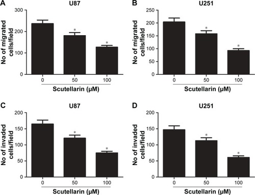 Figure 2 Scutellarin reduced the migration and invasion of glioma cells.Notes: (A–B) Cell migration of U87 and U251 cells was measured using transwell assay. (C–D) Cell invasion of U87 and U251 cells was measured using matrigel-coated transwell inserts. *P<0.05 vs control. Data are represented as mean ± SD of three independent experiments.