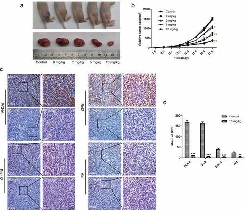 Figure 6. TET suppresses the growth of OS cells in vivo. (a) macrographic images of ectopic xenograft tumor tissues. (b) the TET treatment group had smaller tumor volumes than the control group. (c, d) PCNA, Bcl-2, Erk1/2, and Akt were detected by immunohistochemistry in tumor tissues. magnification, ×200 and ×400. the data were normally distributed; *p < 0.05, ** p < 0.01, *** p < 0.001 vs. blank