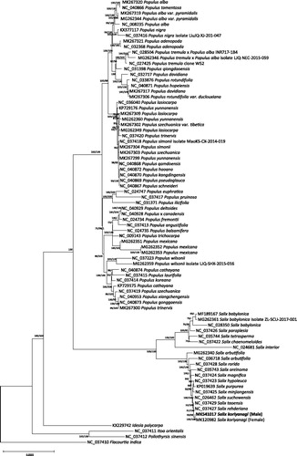 Figure 1. Neighbor joining (bootstrap repeat is 10,000) and maximum likelihood (bootstrap repeat is 1,000) phylogenetic trees of 80 complete chloroplast genomes from Salicaceae: Salix koriyanagi (MK541017 in this study and MK120982), Salix suchowensis (NC_026462), Salix purpurea (KP019639), Salix rehderiana (NC_037427), Salix rorida (NC_037428), Salix taoensis (NC_037429), Salix tetrasperma (NC_035744), Salix paraplesia (NC_037426), Salix oreinoma (NC_035743), Salix minjiangensis (NC_037425), Salix magnifica (NC_037424), Salix interior (NC_024681), Salix hypoleuca (NC_037423), Salix chaenomeloides (NC_037422), Salix babylonica (NC_028350, MG262361, and MF189167), Salix arbutifolia (NC 036718 and MG262340), Populus yunnanensis (MG262360 and MK267299), Populus xiangchengensis (NC_040953), Populus × canadensis (NC_040928), Populus wilsonii (MG262359 and NC_037223), Populus trinervis (NC_037420 and MK267300), Populus trichocarpa (NC 009143), Populus tremula × Populus alba (MG262346 and NC_028504), Populus tremula (NC_027425), Populus tomentosa (NC_040866), Populus szechuanica var. tibetica (MK267302), Populus szechuanica (NC_037419 and MK267303), Populus simonii (NC_037418 and MK267304), Populus schneideri (NC_040867), Populus rotundifolia var. duclouxiana (MK267306), Populus rotundifolia (NC_033876), Populus qiongdaoensis (NC_031398), Populus qamdoensis (NC_040868), Populus pseudoglauca (NC_040869), Populus pruinosa (NC_037417), Populus nigra (NC_037416 and KX377117), Populus mexicana (MG262351, MG262352, and MG262353), Populus laurifolia (NC_037415), Populus lasiocarpa (NC_036040, MG262349, and MK267309), Populus koreana (NC_037414), Populus kangdingensis (NC_030870), Populus ilicifolia (NC_031371), Populus hopeiensis (NC_040871), Populus haoana (NC_040872), Populus gonggaensis (NC_040873), Populus fremontii (NC_024734), Populus euphratica (NC_024747), Populus deltoides (NC_040929), Populus davidiana (NC_032717 and MK267317), Populus cathayana (NC_040874), Populus balsamifera (NC_024735), Populus angustifolia (NC_037413), Populus alba var. pyramidalis (MG262344 and MK267319), Populus alba (NC_008235 and MK267320), Populus adenopoda (NC_032368 and MK267321), Populus cathayana (KP729175), Populus yunnanensis (KP729176), Poliothyrsis sinensis (NC_037412), Itoa orientalis (NC_037411), Idesia polycarpa (KX229742), and Flacourtia indica (NC_037410). Neighbor joining tree was used for displaying phylogenetic tree. The numbers above branches indicate bootstrap support values of neighbor joining maximum likelihood trees, respectively.