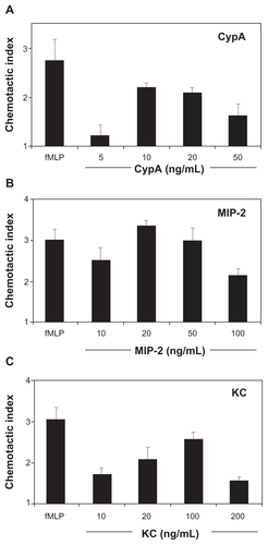 Figure S1. Dose responses for CypA, MIP-2, and KC-mediated mouse neutrophil chemotaxis. In vitro chemotaxis assays were set up using purified mouse neutrophils incubated in the presence of a single dose of fMLP (positive control) and increasing doses of CypA, MIP-2, and KC. A chemotactic index was calculated for each group by dividing the number of migrated cells in test wells by the number of cells that migrated to medium alone. A) Mean ± SE chemotactic index for neutrophils incubated with fMLP and increasing doses of CypA. B) Mean ± SE chemotactic index for neutrophils incubated with fMLP and increasing doses of MIP-2. C) Mean ± SE chemotactic index for neutrophils incubated with fMLP and increasing doses of KC. N = 6 wells for each group.Abbreviations: See list of abbreviations.