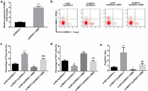 Figure 6. Knockdown of NEAT1 improves Treg/Th17 imbalance through modulation of AIM2. (a) Transfection efficiency was examined by RT-qPCR in CD4+ T cells following transfection of pcDNA3.1 or pcDNA3.1-AIM2. (b) Treg and Th17 cells were assessed using flow cytometry. the percentage of (c) Treg cells and (d) Th17 cells was quantified. (e) calculation of the ratio of Treg/Th17. ***P < 0.001 vs. pcDNA3.1 group in (A). ***P < 0.001, **P < 0.01 and *P < 0.05 vs. si-NC + pcDNA3.1 group. ###P < 0.01 and ##P < 0.01 vs. si-NEAT1 + pcDNA3.1 group