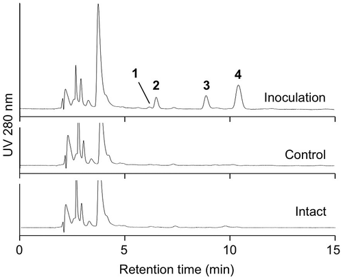 Fig. 1. Chromatograms of extracts of Bipolaris sorokiniana-infected, control, and intact leaves. The suspension of conidia of B. sorokiniana (inoculation) or distilled water containing 0.25% Tween 20 (control) was placed on third leaves of two-week-old barley seedlings. The leaves were extracted 48 h after inoculation and subjected to high-performance liquid chromatography (HPLC) analysis. Leaves without any treatment (intact) was also extracted and analyzed by HPLC.