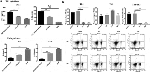Figure 2. CD40L decreased the proportion of Th1/Th2 cells in systemic lupus erythematosus mice. (a) Cytokine level of IFN-γ, IL-2, IL-4 and IL-10 (p < 0.01). (b) Flow cytometry results Th1/Th2 cells. KD1 group, CD4 + T cells transfected with LV-CD40L-shRNA1 (KD-1); KD2 group, cells were treated with LV-CD40L-shRNA2 (KD-2). SLE oxidative model group, mice were injected with CD4 + T cells treated by H2O2, si-CD40L group, mice were injected with CD4 + T cells transfected with LV-CD40L-shRNA1 (KD-1). Control group, the negative control of transfection. Each group contained 6 mice and three independent repeats for each experiment. One-way ANOVA was used for statistical analysis. *P < 0.05, **P < 0.01, ***P < 0.001.