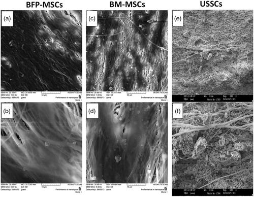 Figure 3. SEM photographs from Bio-Oss®-coated Polycaprolactone nanofibrous scaffolds, two weeks after BFP-MSCs (a, b), BM-MSCs (c, d) and USSC (e, f) seeding under osteogenic differentiation medium at two magnifications.