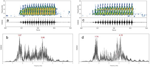 Figure 2. (a) Spectrogram (top) and its respective oscillogram (bottom), and (b) power spectrum of an advertisement call of Scinax montivagus depicting the lower frequency band as the dominant one (sound file = Scinax_montivagusRioContasBA4aAAGm671). (c) Spectrogram (top) and its respective oscillogram (bottom), and (d) power spectrum of a call depicting the higher frequency band as the dominant (sound file = Scinax_montivagusRioContasBA6aAAGm671). Recordings from Rio de Contas, state of Bahia, northeastern Brazil. Spectrograms with an FFT of 256. See further details on sound recordings in Table A1.
