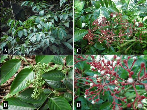 Figure 1. Field photographs of Leea species. (A) Habit and (B) infructescence of Leea aculeata. (C) Habit and (D) close-up of inflorescence of Leea guineensis.