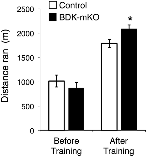 Figure 1. Endurance capacity of control and BDK-mKO mice. The distance ran to exhaustion before and after 2 weeks’ training with BCAA supplementation. *Significant difference vs. control mice after training (p < 0.05).