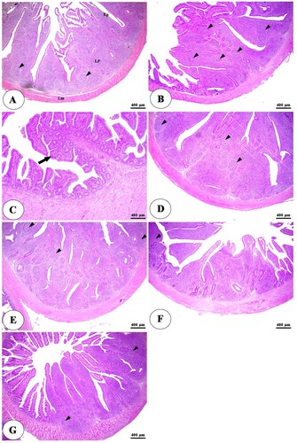 Figure 4. Photomicrograph of the cecum of negative control group (A) showing intact intestinal villi lined by simple columnar epithelium (Ep), lamina propria (Lp) filled with diffuse lymphatic tissue and lymphatic nodules (arrowheads), and lamina muscularis (Lm). The positive control group (B) showing an increase in the lymphatic elements in the lamina propria (arrowheads). The positive control group with humic acid 500 g/ton of feed (C), The positive control group with humic acid 1000 g/ton of feed (D), the positive control group with lincomycin (E), The positive control group with humic acid 500 g/ton of feed+ lincomycin (F) and the positive control group with humic acid 1000 g/ton of feed+ lincomycin (G) showing intact, branched intestinal mucosa (arrow) and lymphatic tissue in the lamina propria (arrowheads). Stain H&E.