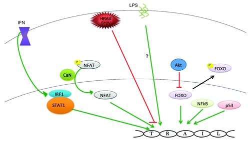 Figure 3. Molecules that alter human TRAIL gene transcription. Interferons (IFN) activate TRAIL gene transcription through ISRE and IRFE sequences in the promoter region. Mutant HRAS (G12V) silences TRAIL gene expression through hypermethylation of CpG islands in the TRAIL gene promoter. Green arrows indicate activating relationships and the red lines indicate inhibitory relationships.
