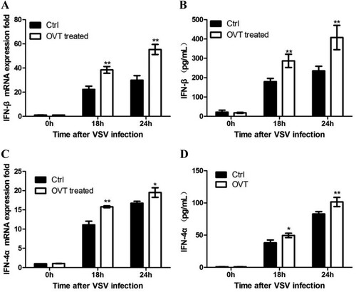 Figure 2. Effect of OVT on the production of type I IFN. (A) VSV-infected macrophages which were pretreated with medium and 100 ng/mL final concentration of OVT for 18 and 24 h, and gene expression of IFN-β was examined by RT-qPCR. (B) Collect supernatant from A to test production of IFN-β by ELISA. (C) VSV-infected macrophages which were pretreated with medium and 100 ng/mL final concentration of OVT for 18 and 24 h, and gene expression of IFN-4α was examined by RT-qPCR. (D) Collect the supernatant from C to test production of IFN-β by ELISA. Data shown are mean ± SD of triplicate measurements. Compared with the control group: *p < .05 and **p < .01. All data are representative of three independent experiments.