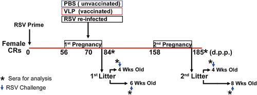 Figure 1. Experimental design: Diagram of the protocol to assess correlations and compare lung cytokine mRNA expression and pathology. Groups of 3-week-old female cotton rats (CRs) were primed with RSV (i.n. 105 PFU/animal) (day 0). These animals were then bred twice, once at day 56, and a second time at day 158. Groups of animals (vaccinated) were immunized on day 70 (first pregnancy) only, with UC-3 F VLPs with 25, 75, 100, or 150 µg total VLP protein/animal (5, 15, 20, or 30 µg F protein), DS-Cav1 F VLPs or post-F VLPs with 100 µg total VLP protein/animal (20 µg F protein). Days post-prime (d.p.p.). Control group (unvaccinated) were treated i.m. with PBS, or re-infected intranasally with RSV (RSV re-infected). Offspring of dams were challenged with RSV (i.n. 105 PFU/animal, blue arrow) at 4 or 6 weeks after birth (first pregnancy) or at 4 or 8 weeks after birth (second pregnancy). Asterisks represent serum acquisition to measure RSV neutralizing antibodies.