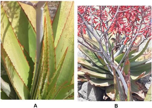 Figure 1 Pictures of Aloe trigonantha L.C. Leach; young leaf (A) and flower of the plant (B).