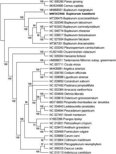 Figure 1. Phylogenetic relationships of Bupleurum hamiltonii and 36 complete chloroplast genomes. Bootstrap support values are given on the branches.