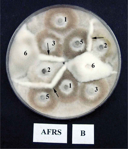 Fig. 3. An example of vegetative compatibility groups (VCG) of Monilinia fructicola isolates. Numbers correspond to the isolate number e.g. 1 = WV-Mf 1 and designation B following the location (AFRS) corresponds to one of the two (A and B) single-spore clones of the same isolates, and only interactions between B clones are presented. Note the strong barrage formation between isolates (arrows). There was no interaction between clones A and B of the isolates in control treatments.