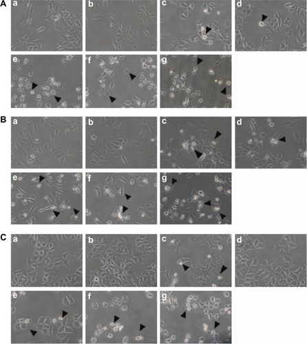 Figure 1 Effect of cordycepin and/or cisplatin on morphological change in HNSCC cell lines.