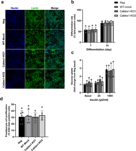 Figure 5. CABLES1-knockdown did not affect adipocyte differentiation, glucose uptake or proliferation in SVF-derived preadipocytes. a) Representative images of Neg, WT-Mock, Cables1-KO1 and -KO2 adipocyte cultures on day 14 of differentiation stained with Hoechst nuclear stain (blue) and BODIPY lipid stain (green), and both combined (merge). b) Differentiation rate measured as % lipid positive cells (cells with BODIPY-signal) on day 7 and 14 of differentiation. c) Basal and insulin-stimulated glucose uptake in Neg, WT-Mock and Cables1-KO1 and -KO2 cultures on day 14 of differentiation. d) Proliferation rate of Neg, WT-Mock, Cables1-KO1 and -KO2 preadipocyte cultures measured as percentage of dividing cells (cells with EdU- signal). Data shown as means ± SEM. N = 2–3 independent experiments (different subjects), using triplicates for each experiment (except d: 2–6 replicates).