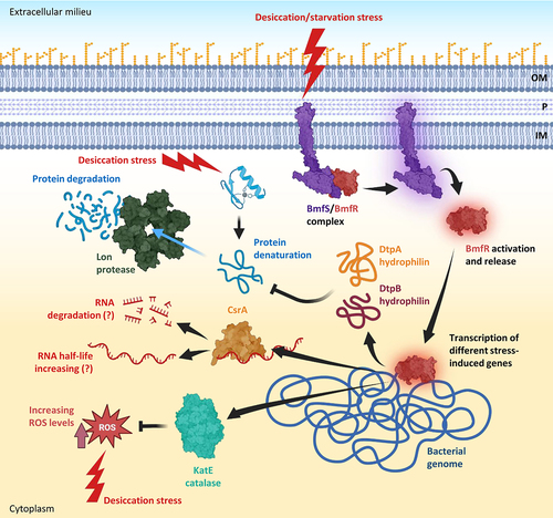 Figure 6. Molecular pathways induced by desiccation and starvation stresses in A. baumannii. desiccation and starvation stresses activate the two-component system BmfS/BmfR leading to the release of BmfR that acts as a transcriptional regulator. BmfR activates the expression of different genes, including those coding for the catalase KatE implicated in ROS detoxification, CsrA, an RNA-binding protein acting as a post-transcriptional regulator through modulation of the half-life of different mRnas, and the two hydrophilins DtpA and DtpB, acting as molecular chaperones that prevent protein denaturation. Denatured proteins that cannot be re-folded are degraded by the lon protease. Abbreviations: OM, outer membrane; P, periplasm; IM, inner membrane. Figure created with Biorender.