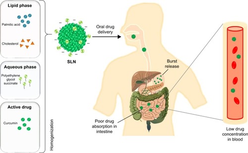 Figure 1 Schematic representation of the fate of SLN through oral delivery.Abbreviation: SLN, solid lipid nanoparticle.