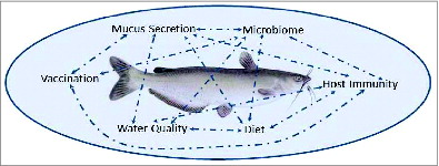 Figure 2. The complex interactions of environment, host, pathogen, and microbiome in catfish aquaculture pose challenges, but also offer numerous points of manipulation for research and production improvements. Arrows illustrate numerous connections and feedback mechanisms among the biotic and abiotic factors impacting catfish mucosal barriers.
