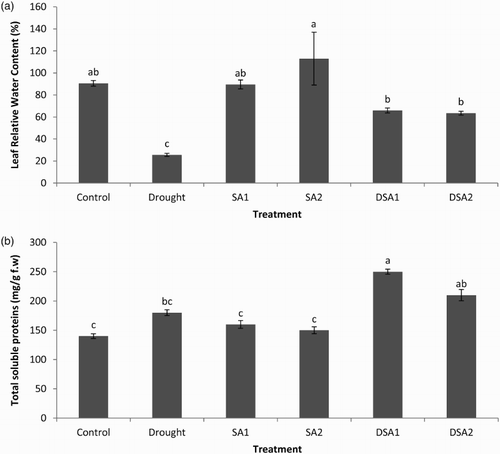 Figure 4. Effect of SA on (a) LRWC (LSD: 29.941) and (b) total soluble proteins content (LSD: 53.228) of maize under drought stress. Notes: Means sharing a common English alphabet are statistically similar. Treatments: Control (foliar-applied distilled water), Drought plants subjected to drought stress, SA1 – foliar-applied SA (10−4 mol/L), SA2 – foliar-applied SA (10−5 mol/L), DSA1 – drought + foliar-applied SA (10−4 mol/L), DSA2 – drought + foliar-applied SA (10−5 mol/L).