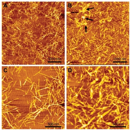 Figure 2 Morphology of RADA16 peptide and RADA16-PTX suspension. (A and C) Nanofibers in RADA16 solution. (B and D) Nanofibers in RADA16- PTX suspension. It can be seen that some PTX particles were coated by RADA16 nanofibers (black arrowhead).Abbreviation: PTX, paclitaxel.