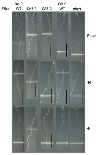 Figure 5. Root development of wild-type and phytochrome-deficient seedlings under continuous far-red light. No-0 wild-type (No-0 WT), CAB3::pBVR1 (CAB-1), CAB3::pBVR2 (CAB-2), Col-0 wild-type (Col-0 WT), and phyA seedlings were grown vertically at 22 °C for 7 d on basal, nitrogen-limited (-N), or phosphate-limited (-P) Phytoblend medium with 1% Suc under far-red continuous (FRc) illumination of 5 µmol m-2 s-1. Representative images of seedlings from 2 independent biological replicates are shown. Scale bars represent 0.5 cm.