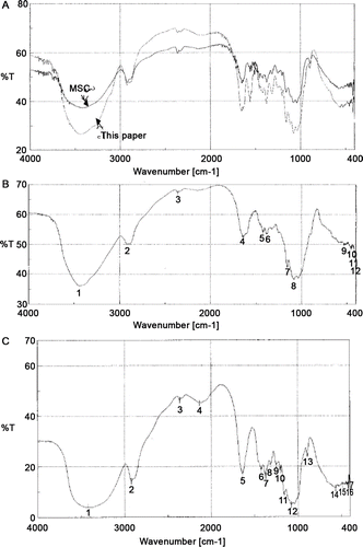 Figure 2.  The IR spectra of sacchachitins and sacchachitosans. (A) Our product sacchachitn and MSC (the mimic CitationSu et al., 1997). (B) Our product sacchachitosan and (C) sacchachitosan from MSC. The characteristic absorption reads in (A) (at cm–1): νO–H 3455.7–3450.5, νN–H 3500–3300, νC–H 2932.5–2932.4, 2300–2400 unassigned, νC=O 1736.3–1734.6, amide I δN–H 1551.4–1550.4, δC–H 1413.5–1324.5, νC–C 1154.6–1152.7, νC–N 1125.9–1121.7, νC–O 1029.5–1028.7, δN–H 780.2–779.5, δC–H 713.3–712.3, and δC=O 690.5-690.2. Similar absorption was seen in (B) and (C), but lacking the bands νC=O 1736.3–1734.6 and the amide I bands δN–H 1551.4–1550.4.