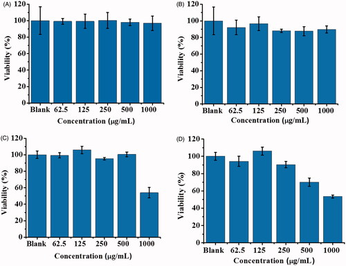 Figure 2. Examination of cell biocompatibility of POA-Au NPs toward L929 cells. L929 cells (∼4 × 104 cells mL−1, 100 μL) prepared in DMEM medium were treated with POA-Au NPs (100 μL) with different concentrations (0, 62.5, 125, 250, 500 and 1000 µgmL−1) that were prepared in DMEM medium, for (A) 1 h (B) 2 h (C) 4 h and (D) 6 h, respectively. Blank stands for the control sample that was not treated with POA-Au NPs. Three replicates were conducted for obtaining the bar graphs.