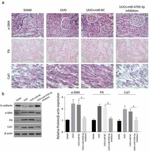 Figure 6. Inhibition of miR-4709-3p reduces markers of renal fibrosis in the UUO-induced in-vivo model