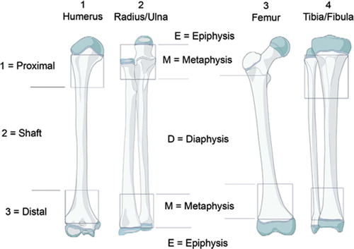 Figure 2. Coding of pediatric long bones and localization of fractures.