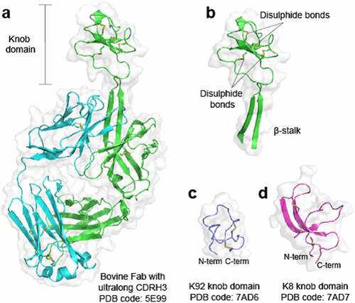 Figure 1. Crystal structures of bovine knob domains Panel (a) shows a bovine Fab with an ultralong CDRH32. The CDRH3 is shown in isolation in panel (b) with networks of disulfide bonds highlighted. Panels (c and d) show the K92 and K8 knob domains, respectively,Citation4 where the N- and C- termini remain in close proximity.
