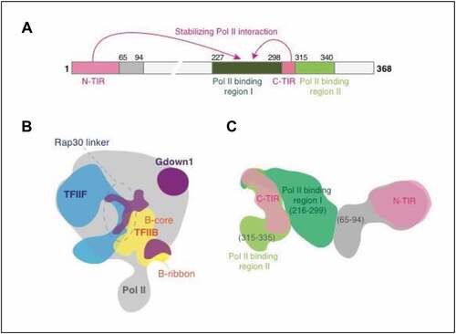 Figure 1. Architecture of Pol II(G). (A) Schematic of Gdown1 functional domains. (B) Positions of TFIIF (blue) and TFIIB (yellow) relative to Gdown1 (purple) on Pol II (gray). (C) Location of Gdown1 functional domains determined by integrative structure modeling. Models based on data in [Citation32]