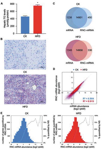 Figure 1. Overview of genes identified by RNA-seq and RNC-seq. CK: control group; HFD: high-fat diet group. (A) Triglyceride (TG) concentrations in the mouse livers (n = 4). Error bars represent the standard error of the mean. *p < 0.05, the Mann-Whitney test. (B) Oil red O staining of the liver sections in CK and HFD groups, respectively. (C) Venn diagrams of genes identified by RNA-seq and RNC-seq in CK and HFD groups. (D) Correlation between mRNA and RNC-mRNA abundance in the CK and HFD groups. (E) Distribution of the RNC-mRNA abundance in CK and HFD groups. Genes were classified based on their rounded log2 rpkM abundance. Each bar represents the gene count detected by RNC-seq in each category. Every dot represents the percentage of the number of mass spectrometry (MS) quantified proteins to the number of RNC-seq detected genes in each category