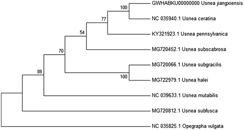 Figure 1. Phylogenetic analysis of U. jiangxiensis and related species mitochondrial genome. The ML-tree is based on 14 concatenated core mitochondrial proteins respectively from 8 Usnea genomes. Numbers at the nodes are bootstrap values from 2000 replicates. Opegrapha vulgata (NC_035825.1) was set as the outgroup. All other sequences were downloaded from NCBI GenBank. Evolutionary analyses were conducted in MEGA7 (Kumar et al. Citation2016).
