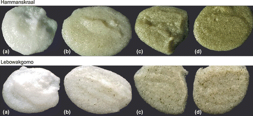Figure 1: Hammanskraal (A) and (B) Lebowakgomo soft porridges with different levels of moringa leaf powder. Levels: (a) control without moringa –0, (b) 1%, (c) 2% and (d) 3% moringa as an additive to the normal white maize meal.