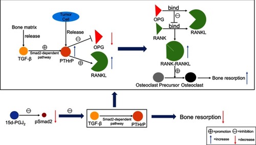 Figure 4 Regulation of 15d-PGJ2 in bone metastasis of breast cancer. TGF-β is released from the bone matrix. PTHrP is an osteolytic factor derived from breast cancer cells. TGF-β increases the expression of PTHrP via Smad-dependent or Smad-independent pathways. PTHrP enhances osteoclastogenesis by upregulating RANKL and downregulating OPG in osteoblasts. Studies have shown that 15d-PGJ2 inhibits PTHrP production via PPARγ-independent and Smad2-dependent pathways, thereby regulating osteolytic metastasis. This reduces the RANKL/OPG ratio and is beneficial for increasing the formation of osteoclasts. OPG is a decoy receptor for RANKL, which inhibits the association of RANK and RANKL, thereby inhibiting the production of RANK-RANKL. 15d-PGJ2 reduces the production of RANK-RANKL, thereby inhibiting the differentiation of osteoclast progenitor cells into osteoclasts and, ultimately, reducing bone resorption.