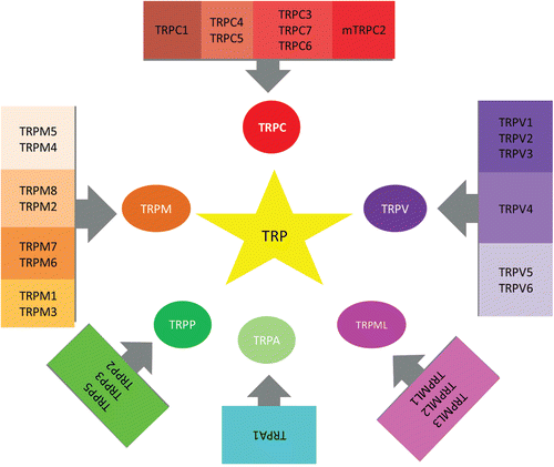 Figure 1.  All member of the TRP channels superfamily, which include TRP cononcial (TRPC) subfamily consist of 7, TRP vanilloid (TRPV) subfamily consist of 6, TRP melastatin (TRPM) subfamily consist of 8, TRP polycystein (TRPP) subfamily consist of 3, TRP mucolipin (ML) subfamily consist of 3, and TRP ankyrin (TRPA) subfamily consist of 1.