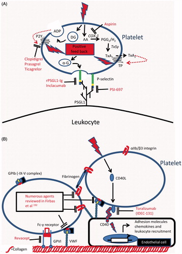 Figure 3. Targets for therapeutic intervention in platelet–leukocyte adhesion and in the platelet-mediated recruitment of leukocytes: (A) Therapeutic agents that inhibit the adhesive interactions between platelets and leukocytes or which inhibit the activation of platelets by antagonising platelet derived positive feedback loops which amplify the platelet response to primary activating stimuli. (B) Therapeutic agents that inhibit platelet adhesion to the vessel wall by either antagonising adhesive pathways directly or by inhibiting endothelial cell activation in response to platelet borne activating stimuli. AA, Arachidonic acid; ADP, Adenosine diphosphate; α-G, Alpha granule; COX-1, Cyclooxygenase-1; DG, Dense granule; P2Y12, ADP receptor; PGG2, Prostaglandin G2; PSGL1, P-selectin glycoprotein ligand1; TP, Thromboxane A2 receptor; TxA2, Thromboxane A2; TxSy, Thromboxane synthase.